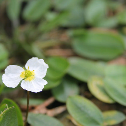Alisma natans, Floating water plantain | Luronium natans