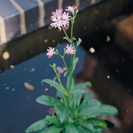 Ragged robin | Lychnis flos-cuculi