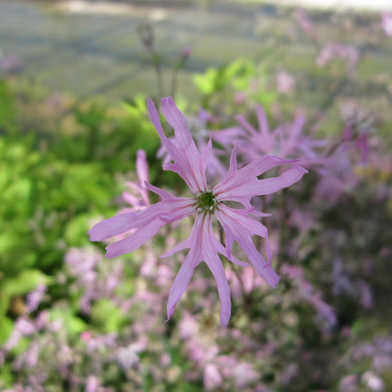 Ragged robin | Lychnis flos-cuculi