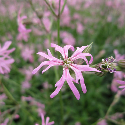 Ragged robin | Lychnis flos-cuculi