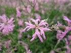 Ragged robin | Lychnis flos-cuculi