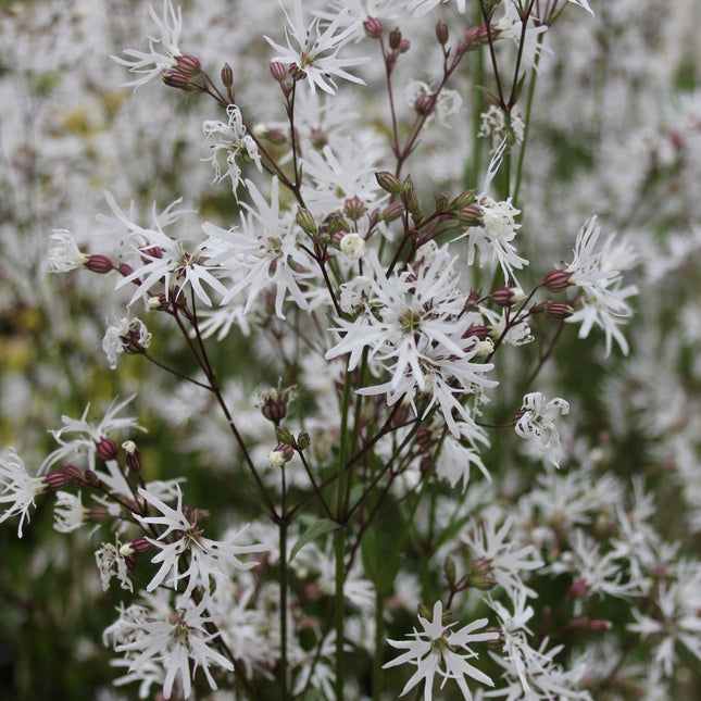 White ragged robin | Lychnis flos-cuculi 'White Robin'