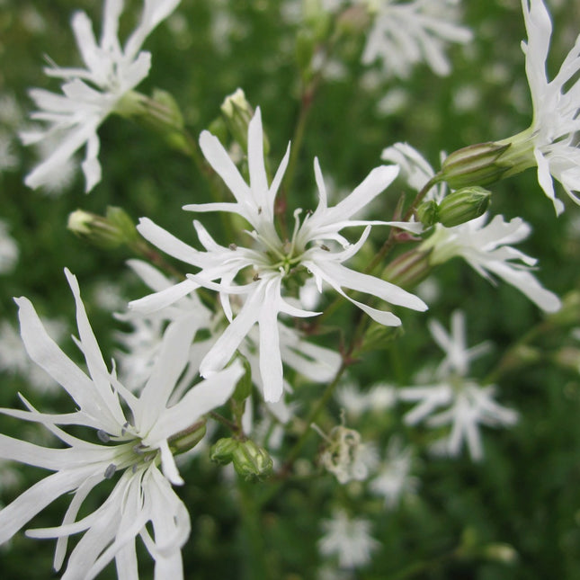 White ragged robin | Lychnis flos-cuculi 'White Robin'