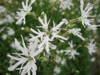 White ragged robin | Lychnis flos-cuculi 'White Robin'