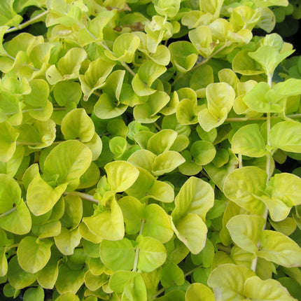 Golden creeping jenny | Lysimachia nummularia aurea