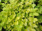 Golden creeping jenny | Lysimachia nummularia aurea