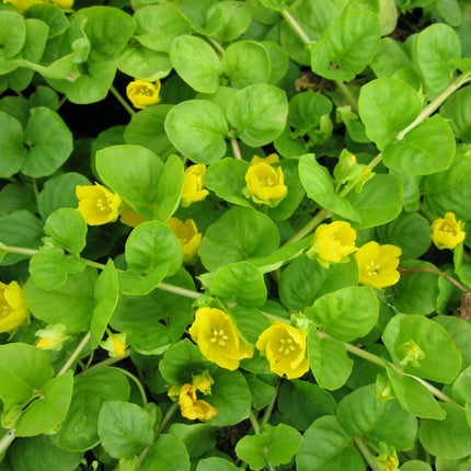 Wildlife Pond Plants Collection