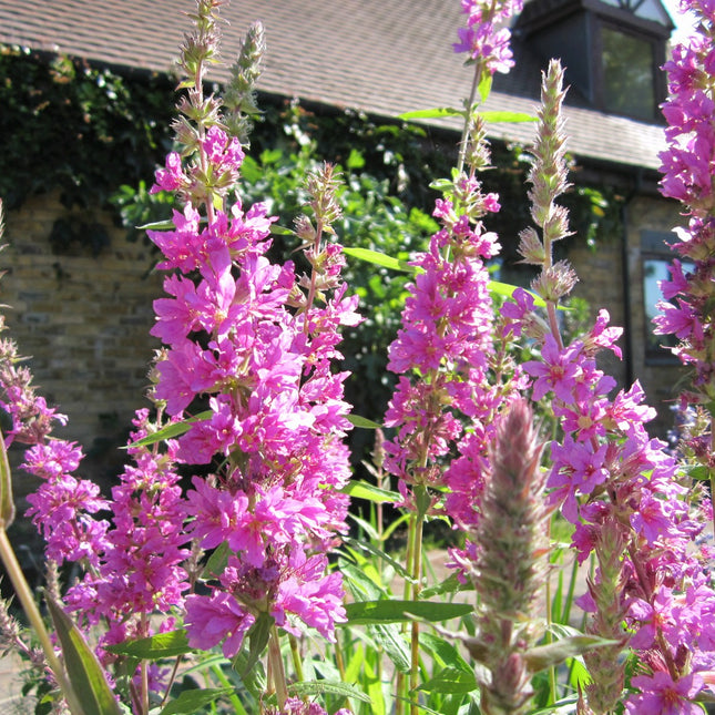 Purple loosestrife | Lythrum salicaria