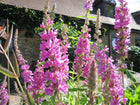 Purple loosestrife | Lythrum salicaria