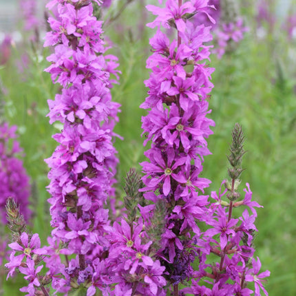 Purple loosestrife | Lythrum salicaria