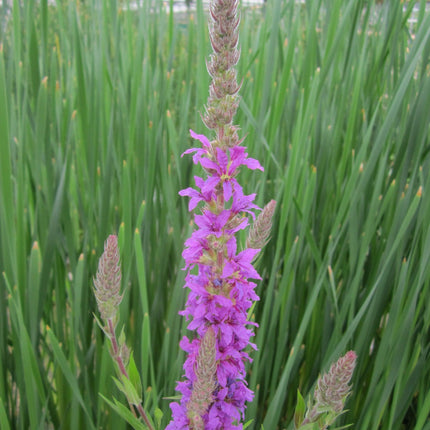 Purple loosestrife | Lythrum salicaria