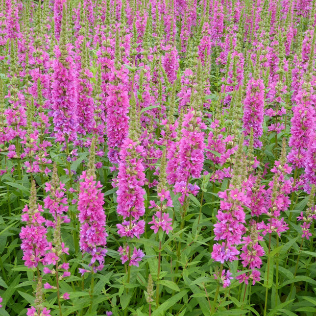 Loosestrife | Lythrum salicaria Robert