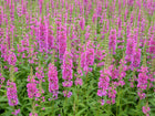 Loosestrife | Lythrum salicaria Robert