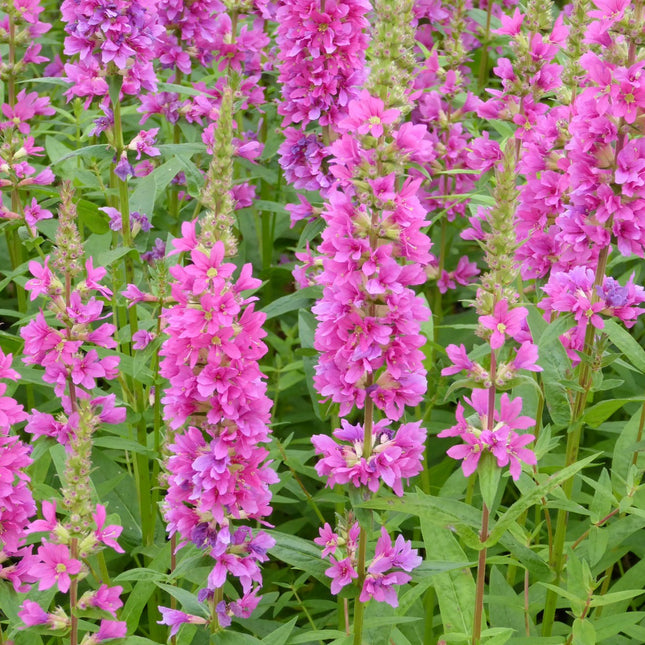 Loosestrife | Lythrum salicaria Robert