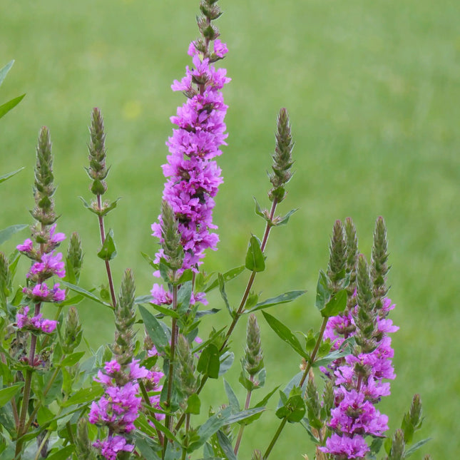 Purple loosestrife | Lythrum salicaria