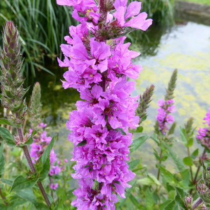 Purple loosestrife | Lythrum salicaria