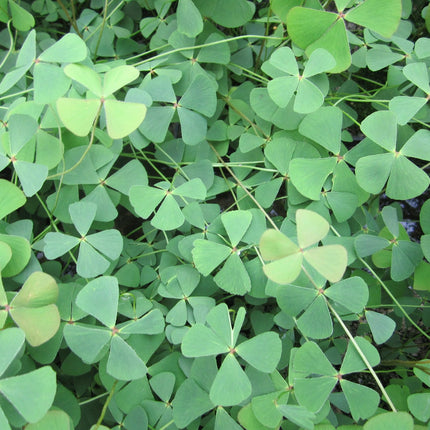 Water shamrock | Marsilea quadrifolia