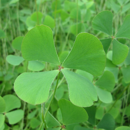 Water shamrock | Marsilea quadrifolia
