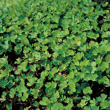 Water shamrock | Marsilea quadrifolia