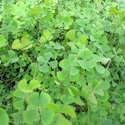 Water shamrock | Marsilea quadrifolia