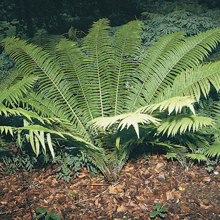 Shuttlecock fern | Matteuccia struthiopteris