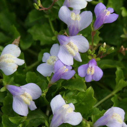Chinese marshflower | Mazus reptans
