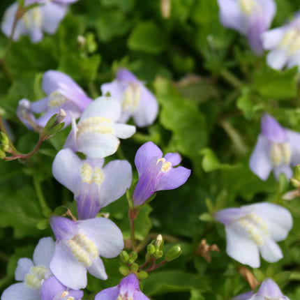 Chinese marshflower | Mazus reptans