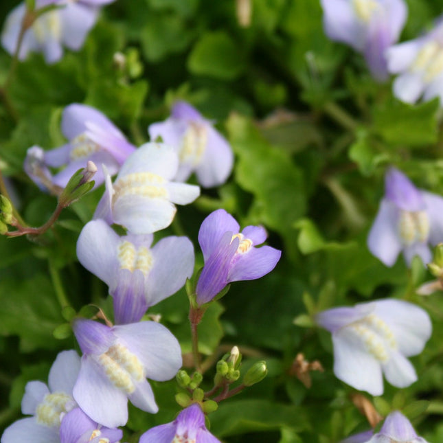 Chinese marshflower | Mazus reptans