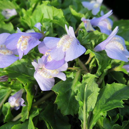 Chinese marshflower | Mazus reptans