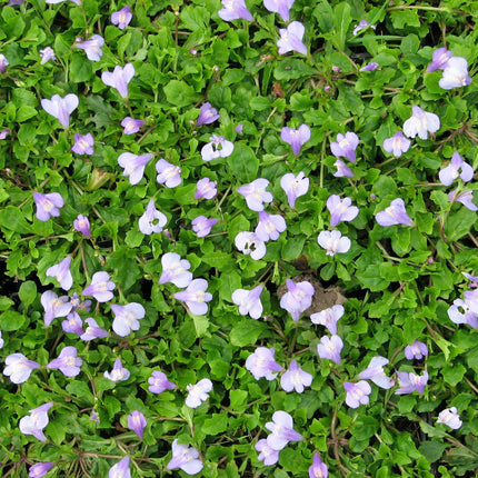 Chinese marshflower | Mazus reptans