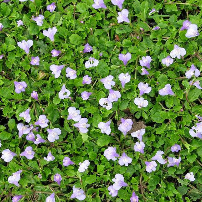 Chinese marshflower | Mazus reptans
