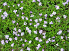 Chinese marshflower | Mazus reptans