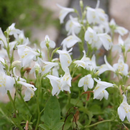 White Chinese marshflower | Mazus reptans 'alba'