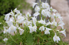 White Chinese marshflower | Mazus reptans 'alba'