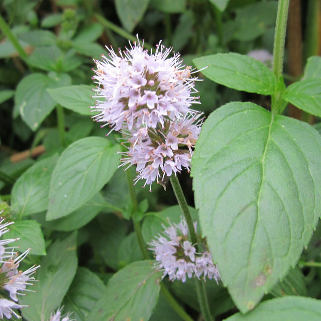 Water mint | Mentha aquatica