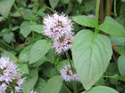 Water mint | Mentha aquatica