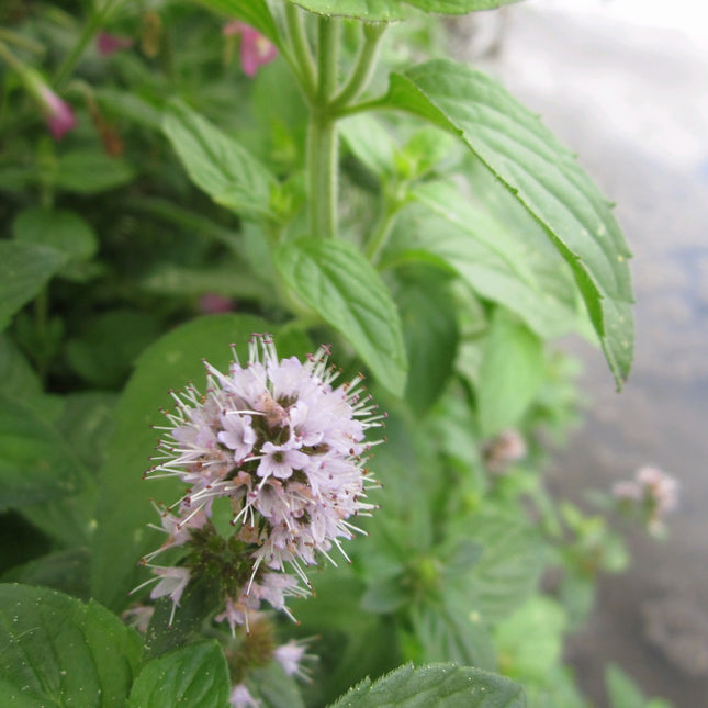 Water mint | Mentha aquatica