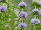 Water spearmint, Preslia cervina | Mentha cervina