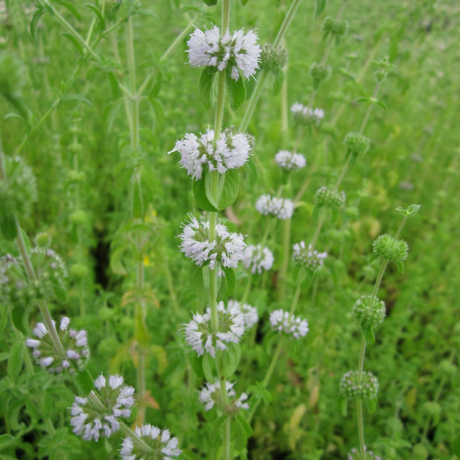 Pennyroyal Pudding grass | Mentha pulegium