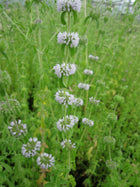 Pennyroyal Pudding grass | Mentha pulegium