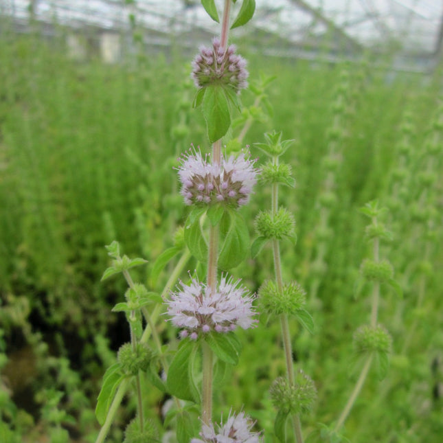 Pennyroyal Pudding grass | Mentha pulegium