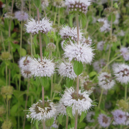 Mini Pond and Deep Water Plant Kit