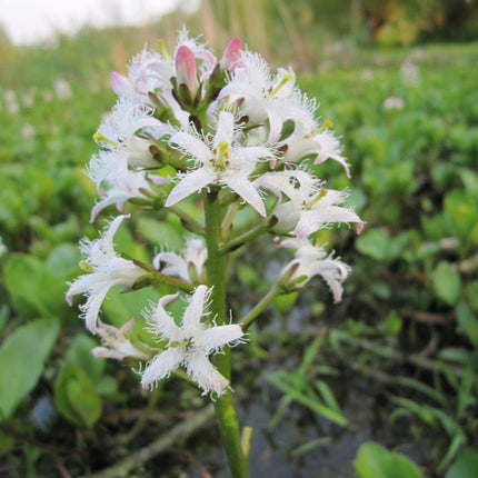 Bog bean | Menyanthes trifoliata