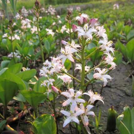 Bog bean | Menyanthes trifoliata