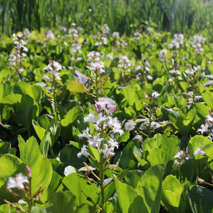 Bog bean | Menyanthes trifoliata