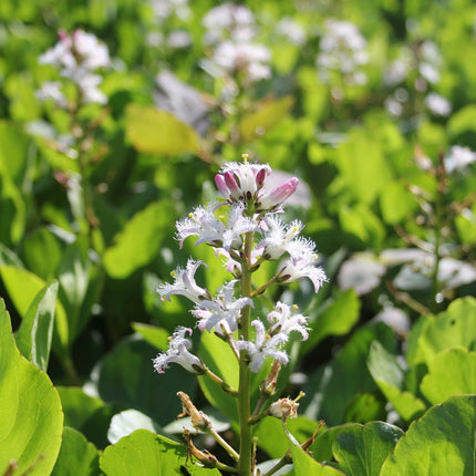 Bog bean | Menyanthes trifoliata