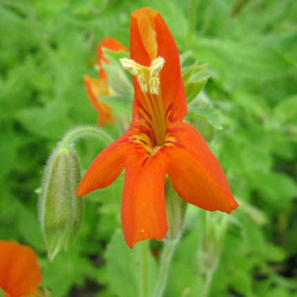 Scarlet monkey flower | Mimulus cardinalis