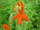 Scarlet monkey flower | Mimulus cardinalis