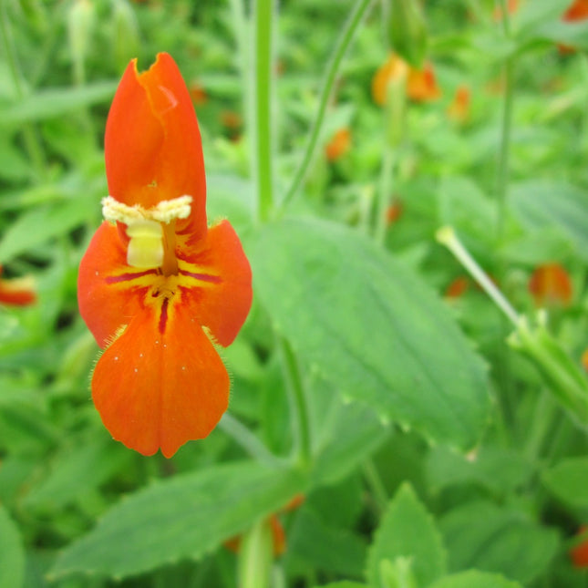 Scarlet monkey flower | Mimulus cardinalis