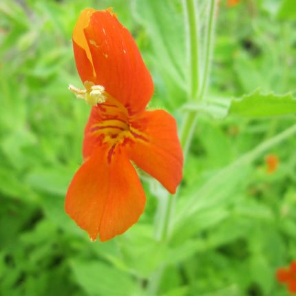 Scarlet monkey flower | Mimulus cardinalis